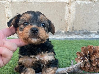 Yorkshire Terrier perros - Anuncio 1