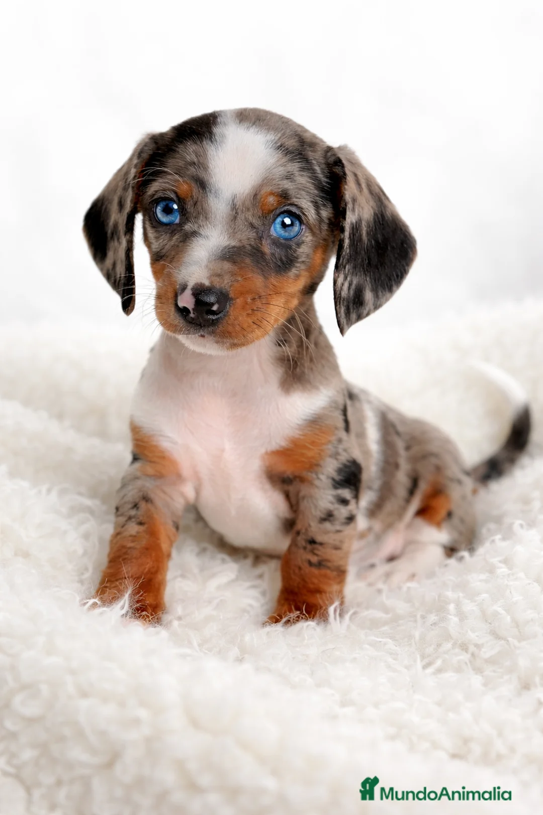 Teckel Miniatura perros en venta: Teckel Arlequin  - Anuncio 1