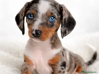 Teckel Miniatura perros Teckel Arlequin - Anuncio 1