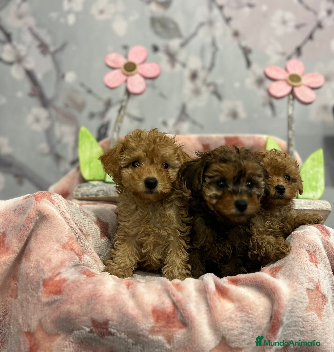 Caniche Toy perros en venta: Caniche toy  - Anuncio 1