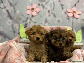 Caniche Toy perros Caniche toy - Anuncio 1