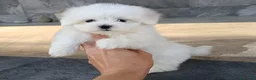 Bichón Maltés perros en venta: Bichon Maltés  - Anuncio 2