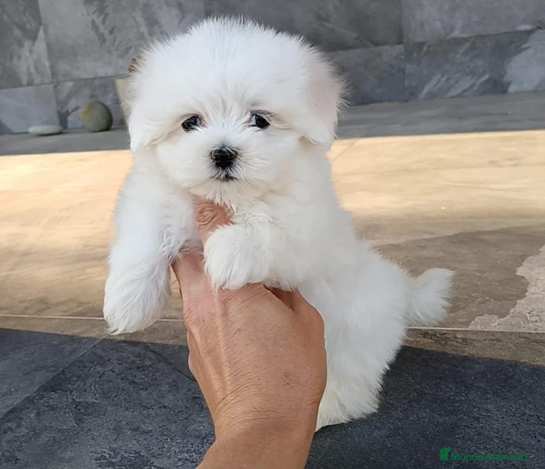 Bichón Maltés perros en venta: Bichon Maltés  - Anuncio 2