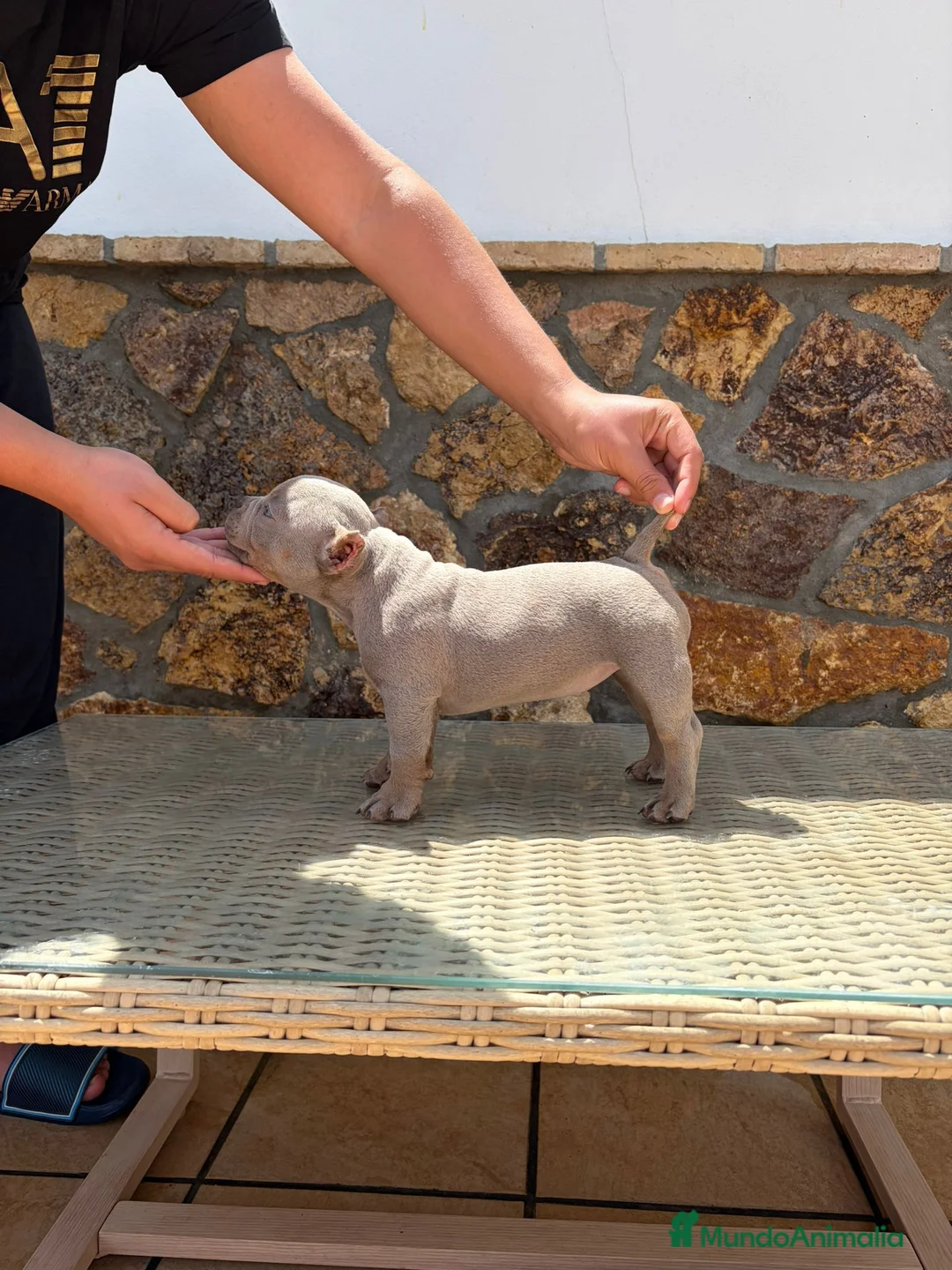 American Bully perros en venta: American Bully - Anuncio 2