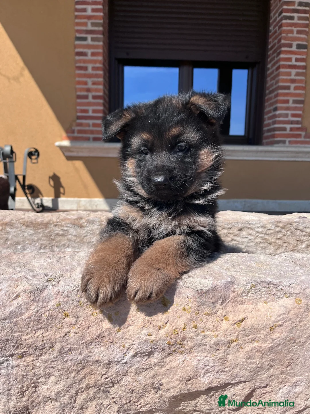 Pastor Alemán perros en venta: Pastores alemanes puros  - Anuncio 2