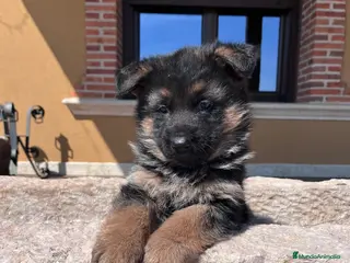 Pastor Alemán perros Pastores alemanes puros - Anuncio 1