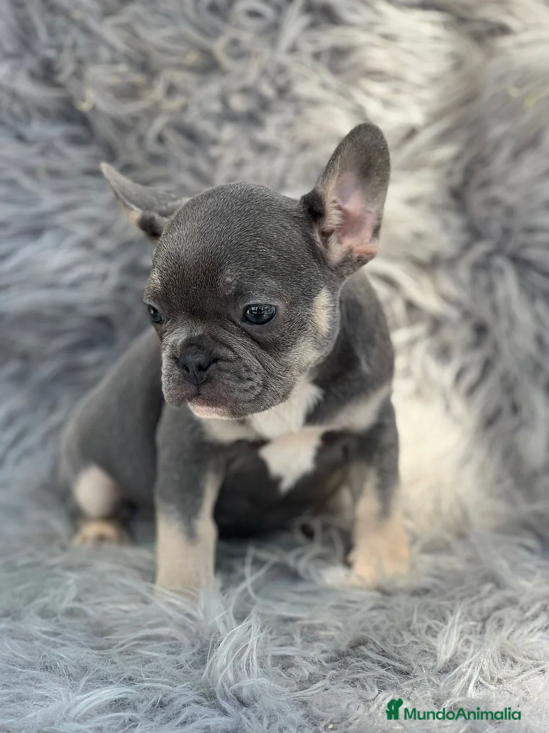 Bulldog Francés perros en venta: BULLDOG FRANCÉS BLUE AND TAN - Anuncio 3