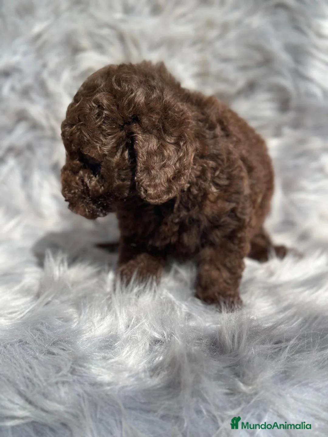 Caniche Toy perros en venta: Caniche TOY chocolate  en Barcelona - Anuncio 2