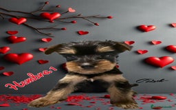 Yorkshire Terrier perros en venta: Yorkshire  - Imagen 9