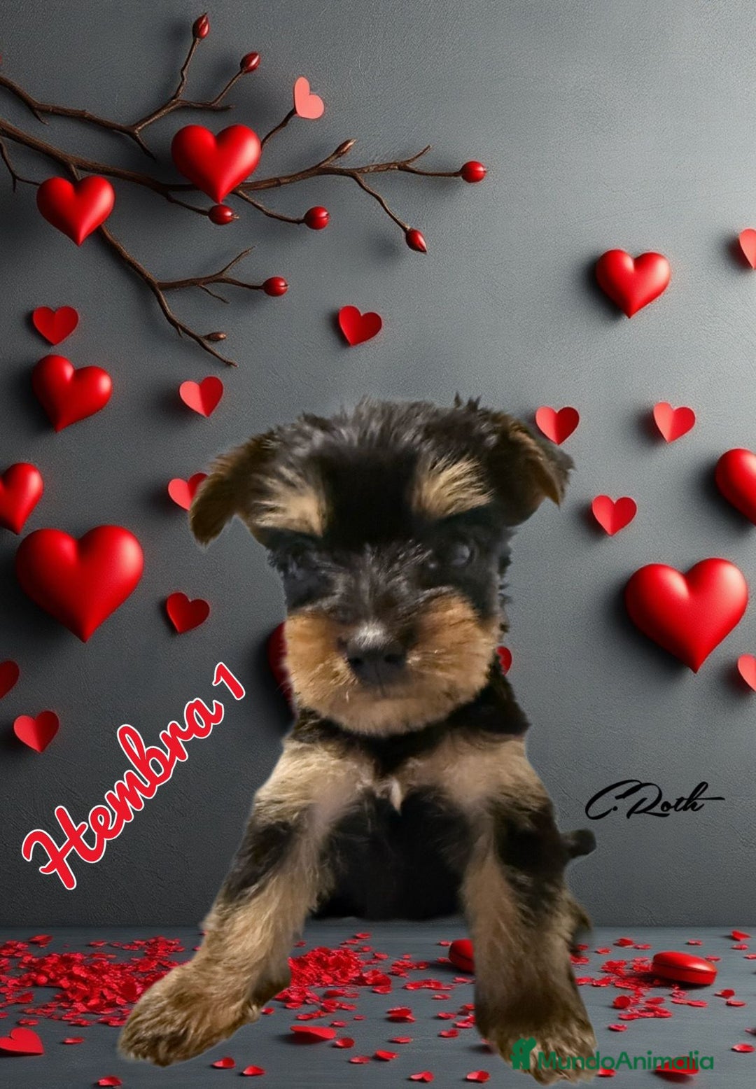 Yorkshire Terrier perros en venta: Yorkshire  - Imagen 9