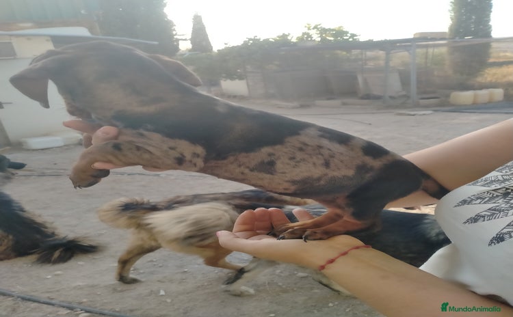 Teckel Miniatura perros - Anuncio 3