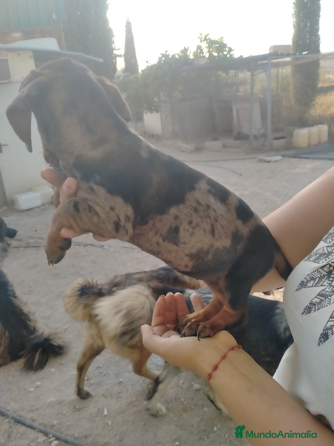 Teckel Miniatura perros en venta: Teckel minis - Imagen 1