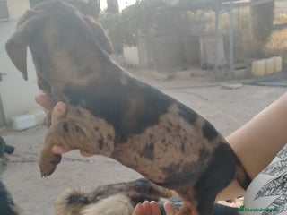 Teckel Miniatura perros - Anuncio 7