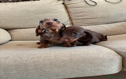 Teckel Miniatura perros en venta: Teckel kaninchen y mini  - Imagen 3