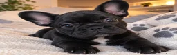 Bulldog Francés perros en venta: Preciosa cachorrita de Bulldog francés 🐻🤍 - Anuncio 1