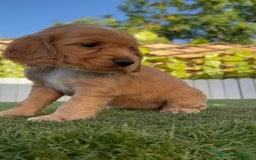 Cocker Spaniel Inglés perros en venta: COCKER SPANIEL INGLES HEMBRA - Imagen 12