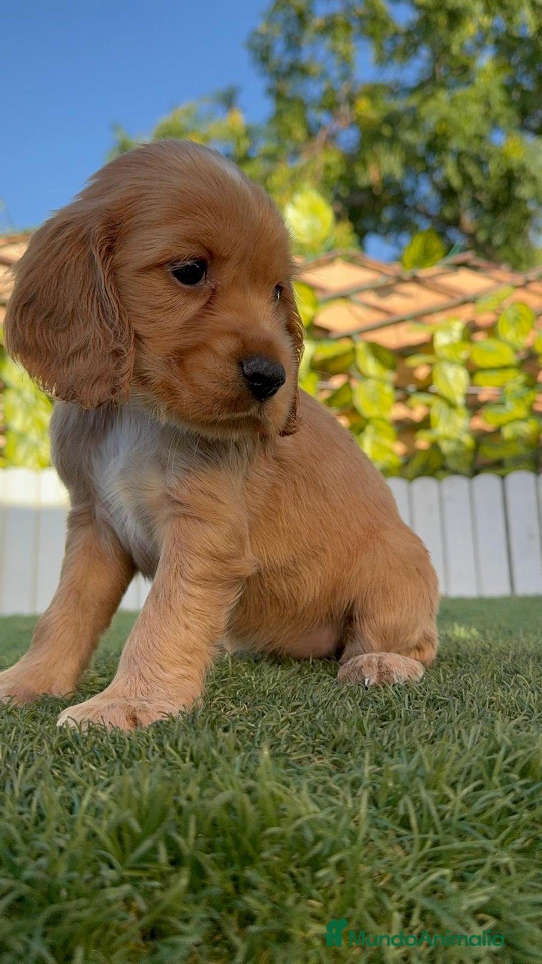 Cocker Spaniel Inglés perros en venta: COCKER SPANIEL INGLES HEMBRA - Imagen 12
