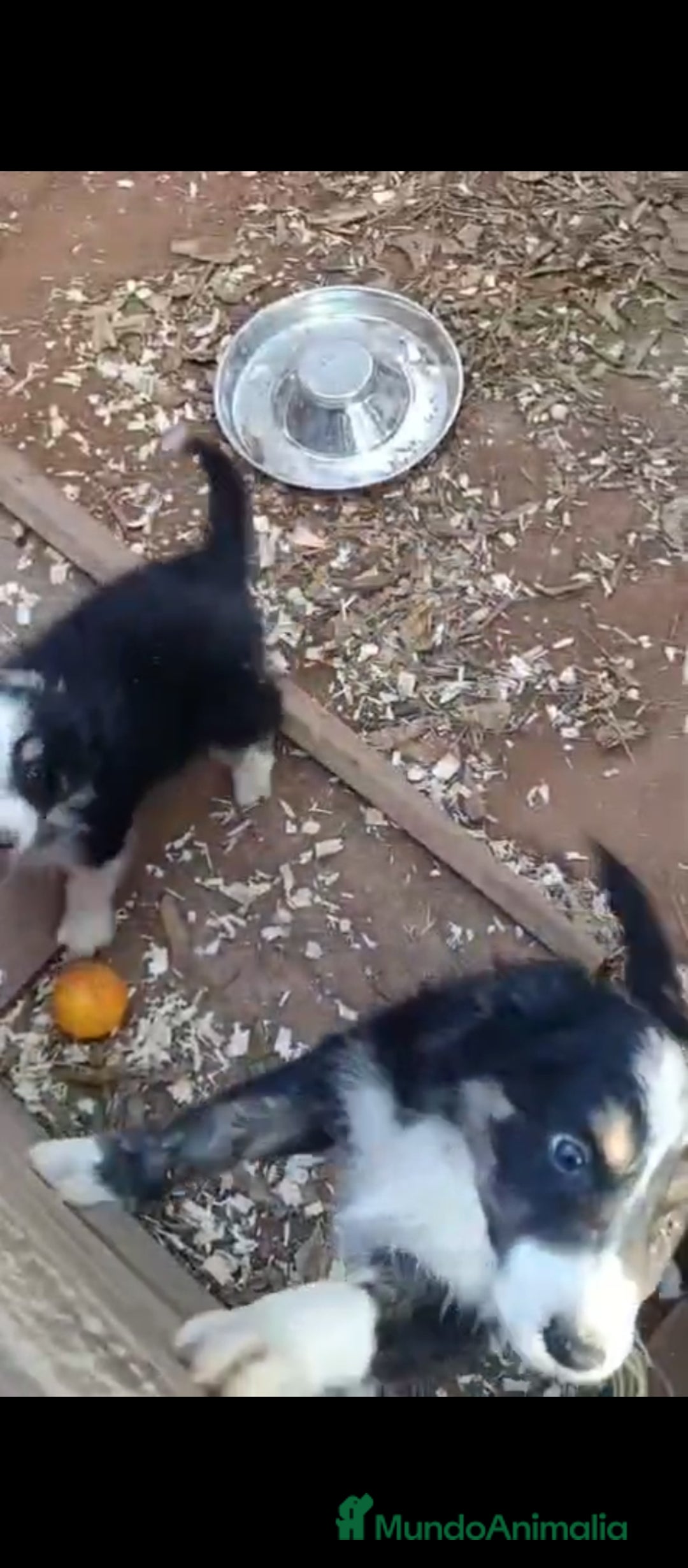 Border Collie perros en venta: Border collie  - Anuncio 4