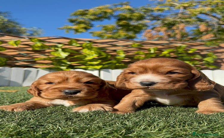 Cocker Spaniel Inglés perros COCKER SPANIEL INGLES - Anuncio 1