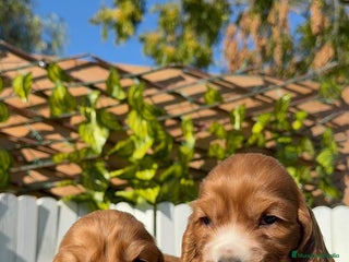 Cocker Spaniel Inglés perros COCKER SPANIEL INGLES - Anuncio 1