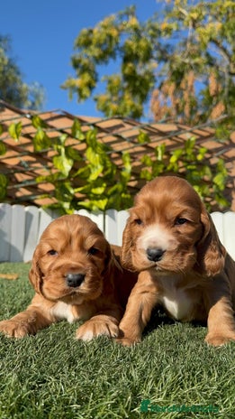 Cocker Spaniel Inglés perros COCKER SPANIEL INGLES - Anuncio 1