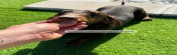 Teckel Miniatura perros en venta: TECKEL 5 MESES MACHO - Anuncio 5