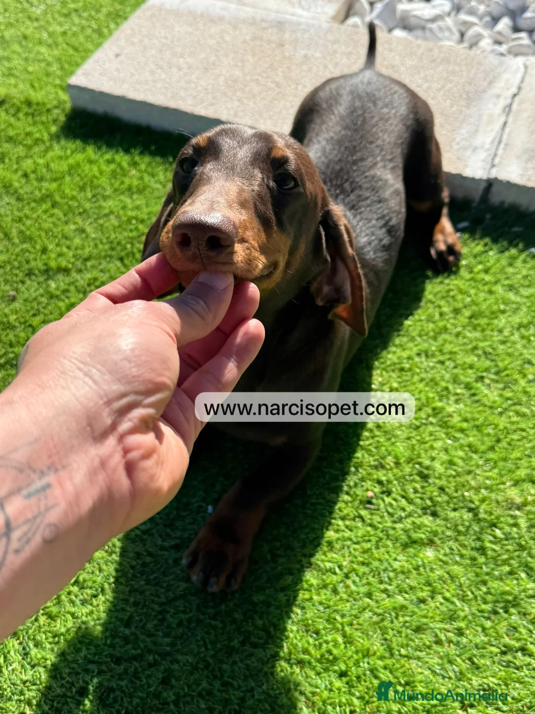 Teckel Miniatura perros en venta: TECKEL 5 MESES MACHO - Anuncio 5