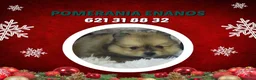Pomerania perros en venta: IMPRESIONANTES POMERANIA MACHOS Y HEMBRAS - Anuncio 9