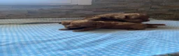 Caniche Toy perros en venta: Machos de caniche toy  - Anuncio 3
