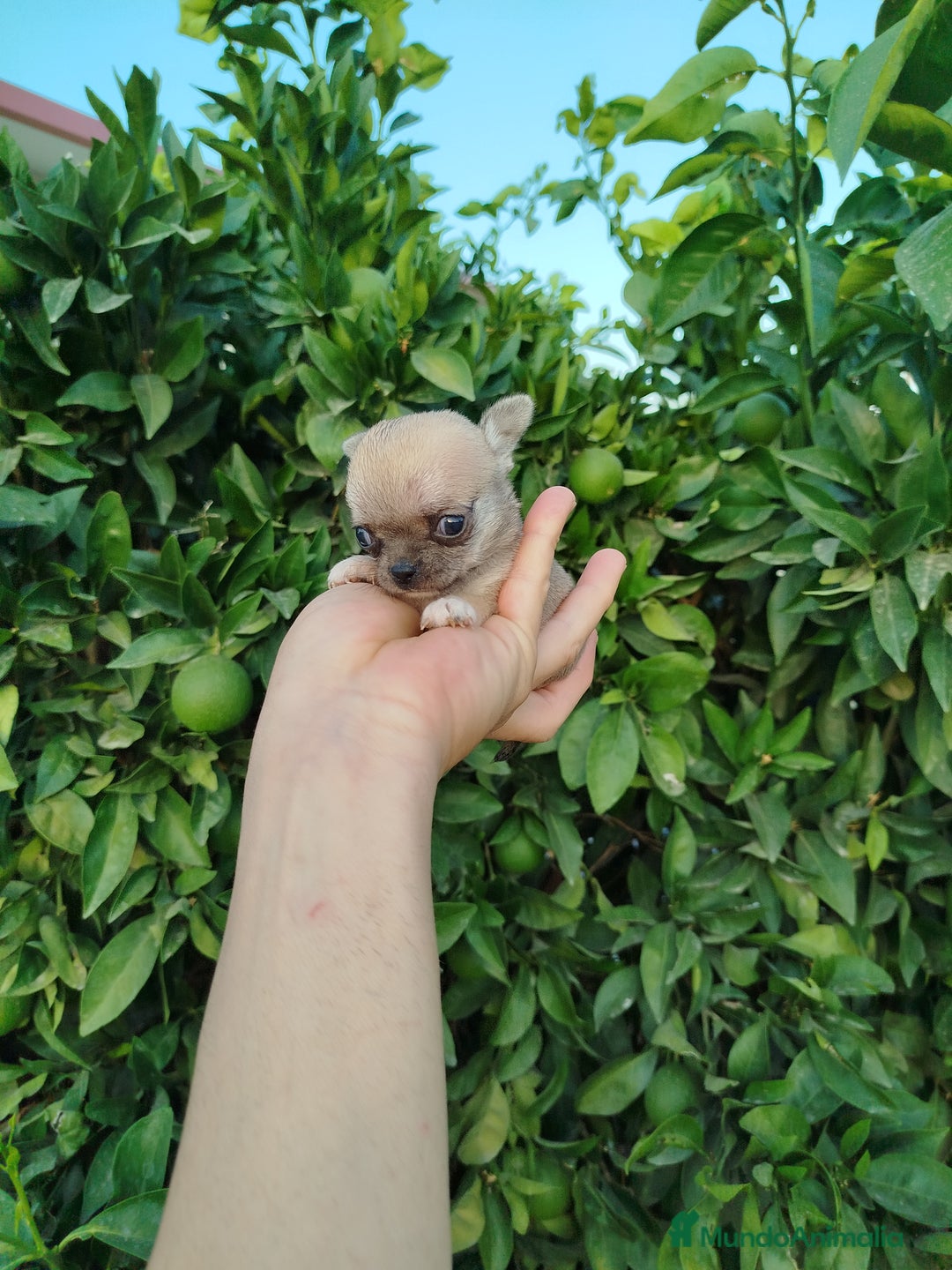 Chihuahua perros en venta: Chihuahua Toy  - Imagen 1