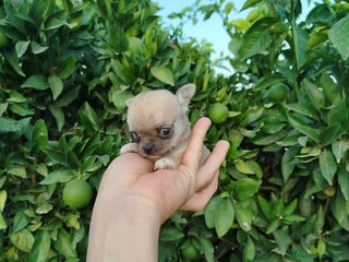 Chihuahua perros - Anuncio 14