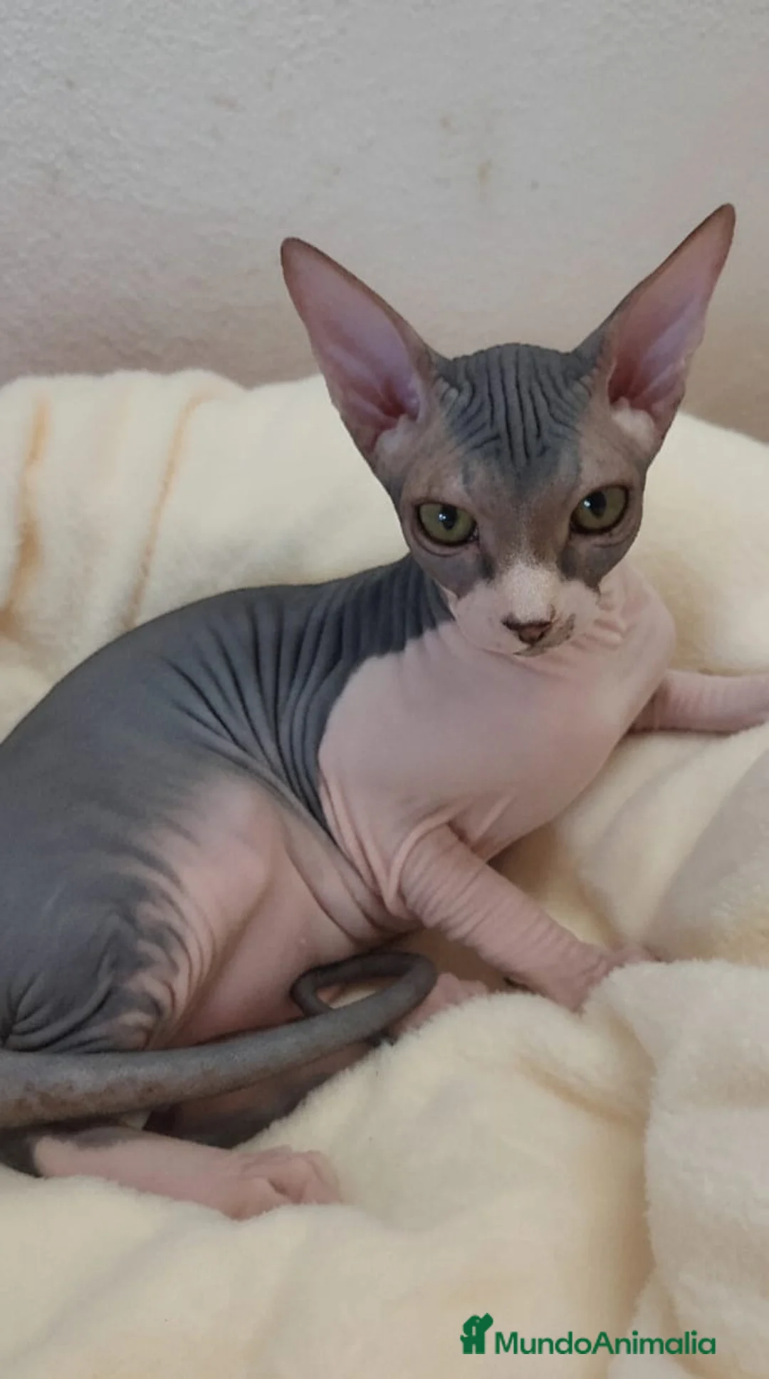 Sphynx gatos en venta: Precioso machito bicolor tabby  - Anuncio 2