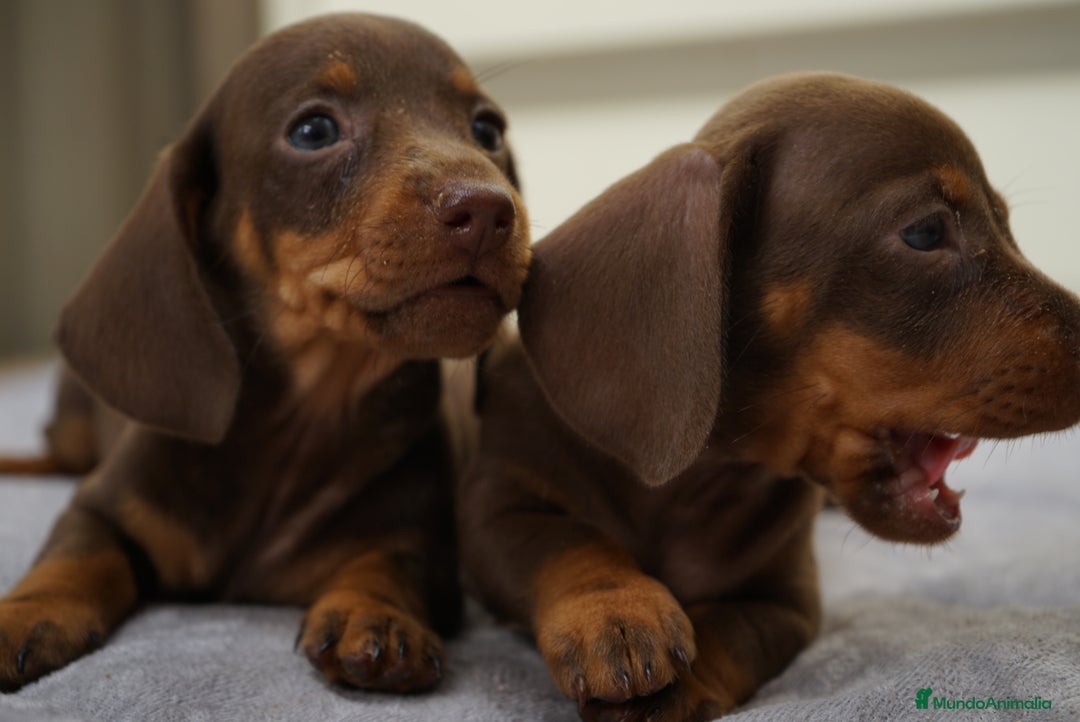 Teckel Miniatura perros en venta: ✨ FRISCO, PAU, SUNNY. PEQUEÑOS TECKEL MINIATURA ✨ - Imagen 3