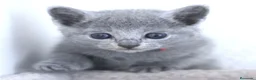 Azul Ruso gatos en venta: Azul ruso - Anuncio 3
