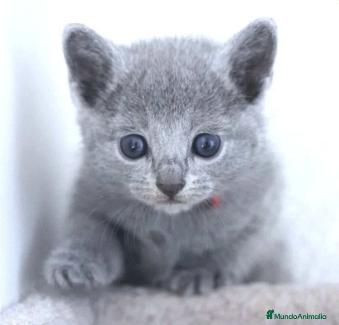 Azul Ruso gatos en venta: Azul ruso - Anuncio 3