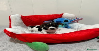 Jack Russell Terrier perros - Anuncio 3