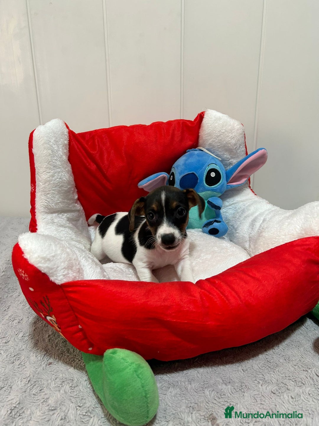 Jack Russell Terrier perros en venta: Jack Russell increíble camada - Imagen 3