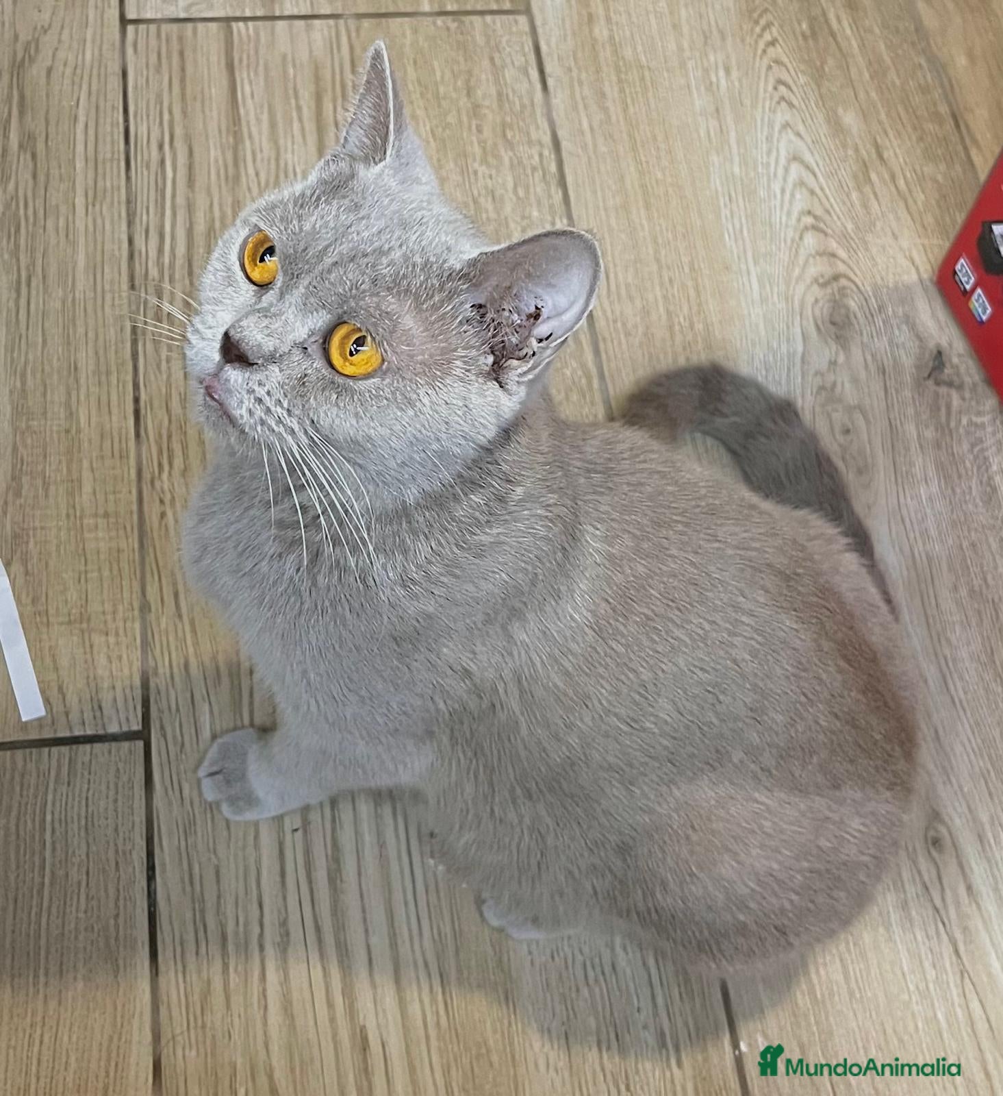 Británico de Pelo Corto Azul gatos Brithis blues bebes preciosos disponibles  - Anuncio 1