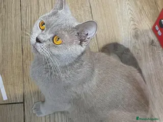 Británico de Pelo Corto Azul gatos Brithis blues bebes preciosos disponibles - Anuncio 1
