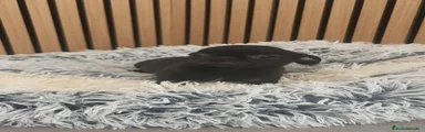 Chihuahua 1