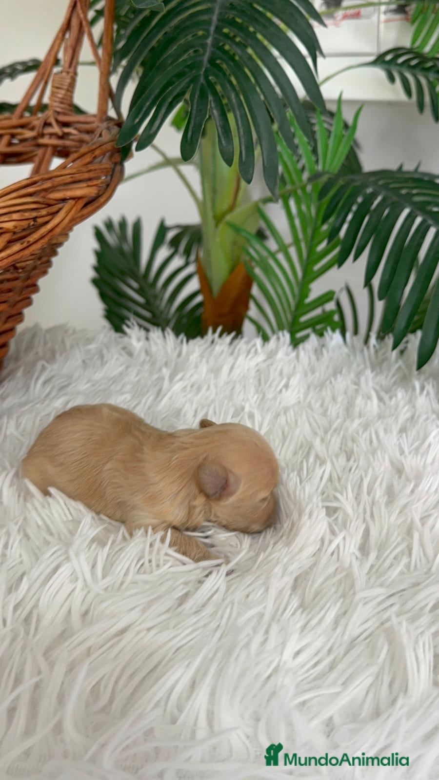 Maltipoo perros MALTIPOO TOY HEMBRA - Anuncio 1