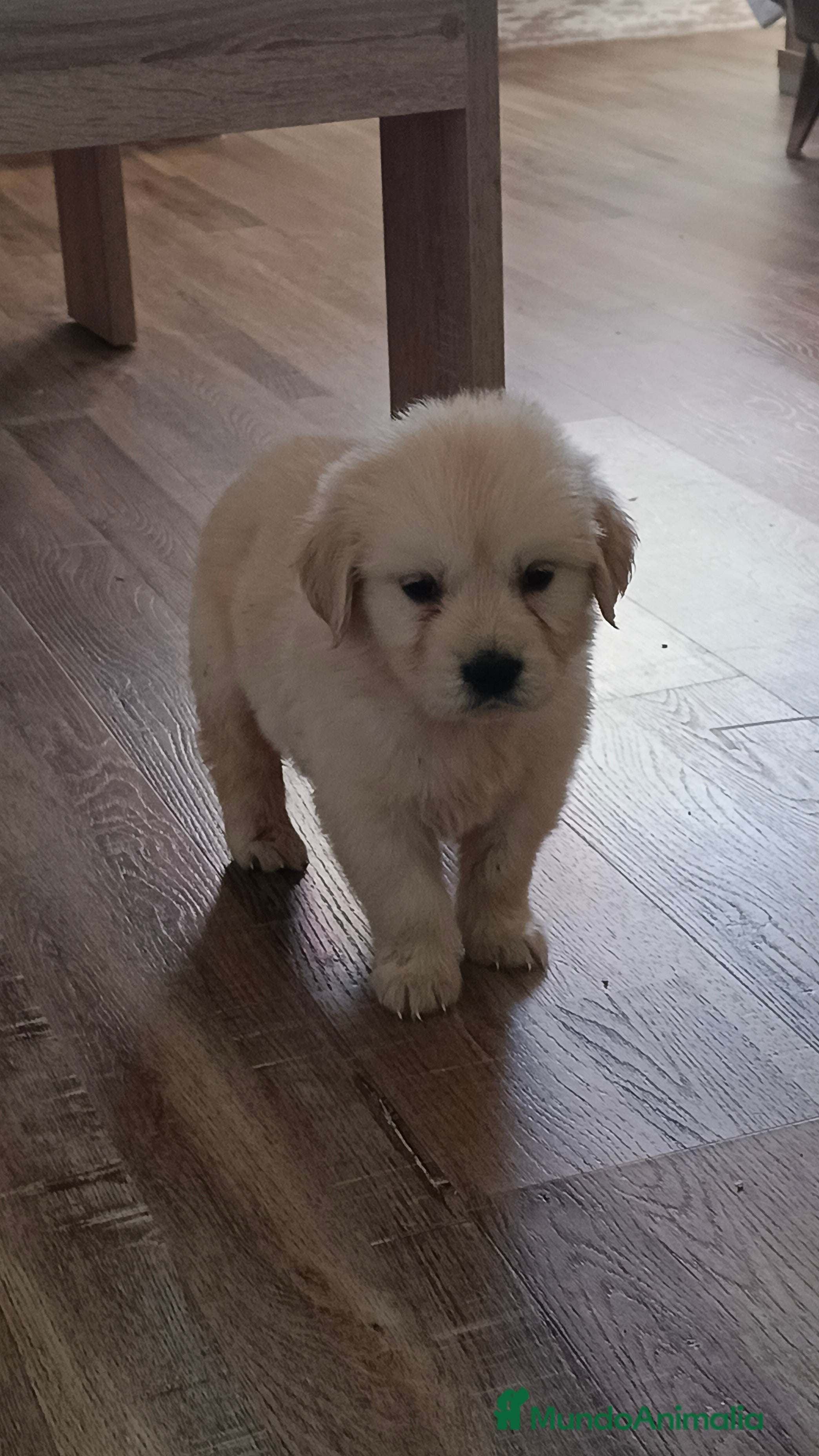 Golden Retriever perros Hembra de golden retriever  - Anuncio 2