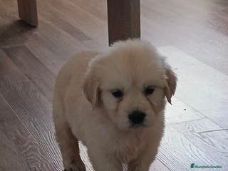 Golden Retriever perros Hembra de golden retriever - Anuncio 2