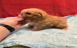 Shihpoo perros en venta: Monísima ShihPoo  - Imagen 6