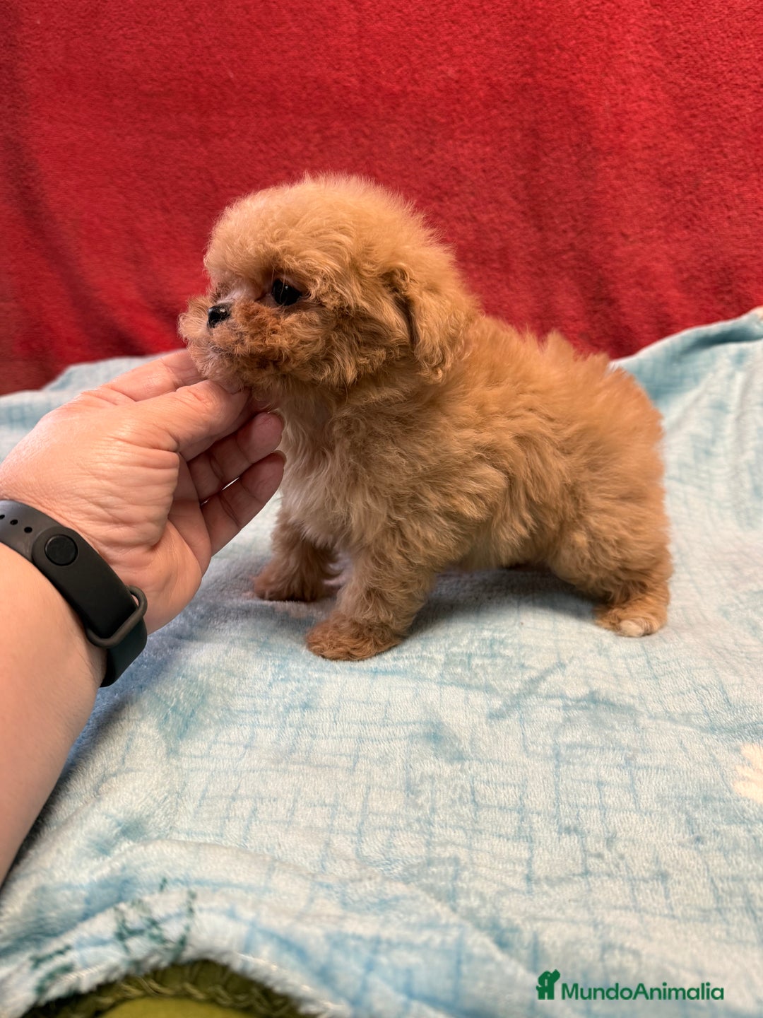Shihpoo perros en venta: Monísima ShihPoo  - Imagen 6