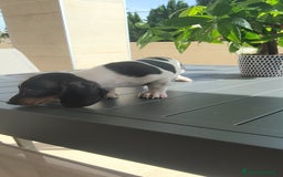 Teckel Miniatura perros en venta: Teckel pielbad mini ♂️ - Imagen 12