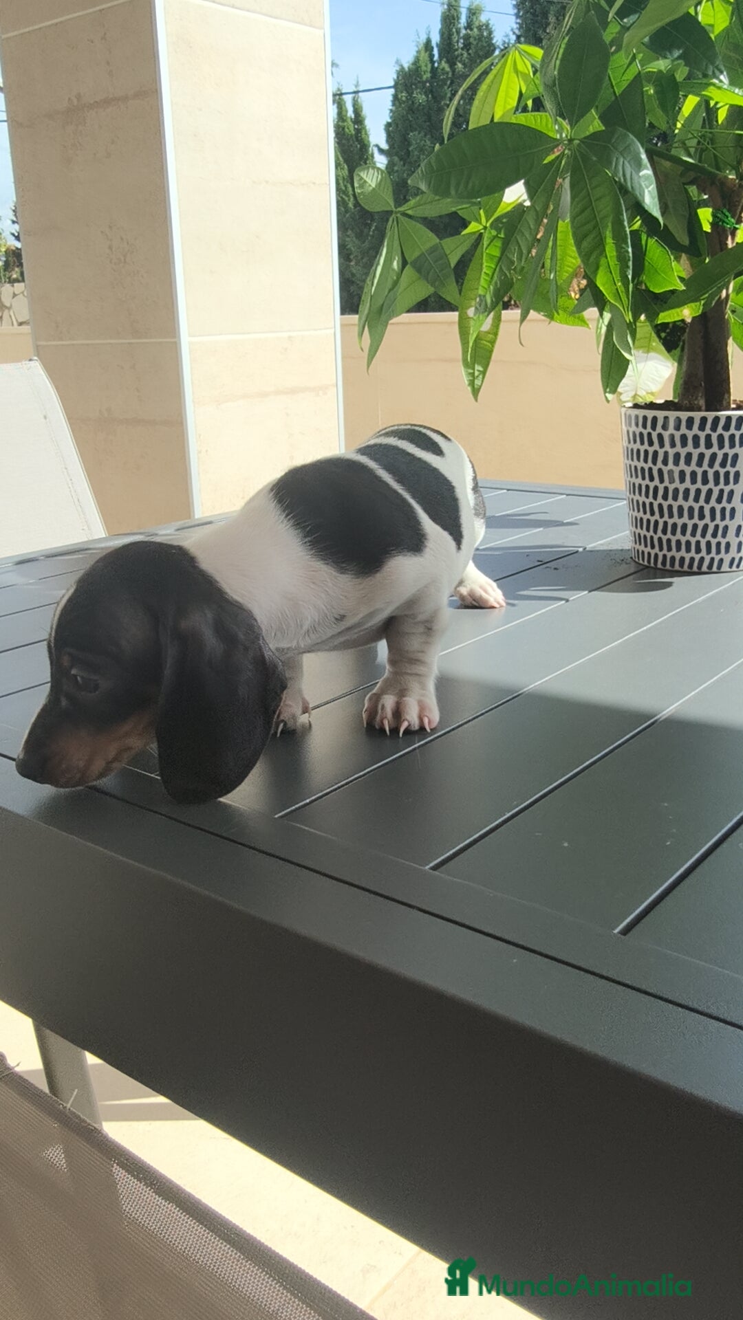 Teckel Miniatura perros en venta: Teckel pielbad mini ♂️ - Imagen 12