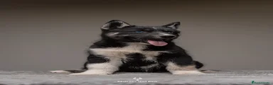  Cachorro 4