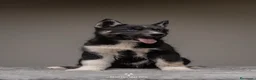 Husky Siberiano perros en venta: Cachorros HUSKY SIBERIANO - Anuncio 5
