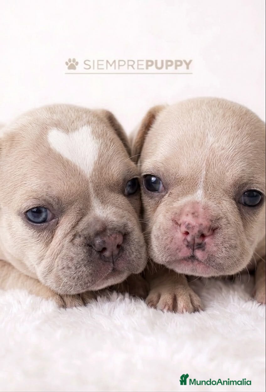 Bulldog Francés perros BULLDOG FRANCÉS PLATINUM - Anuncio 1
